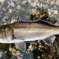 デイゲーム壁際攻め