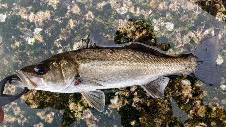 デイゲーム壁際攻め