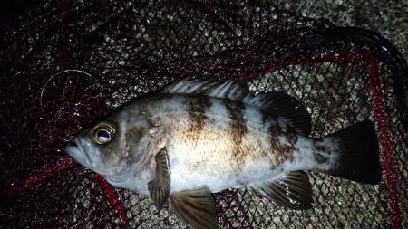 強風の中でも短時間メバリング(^^)