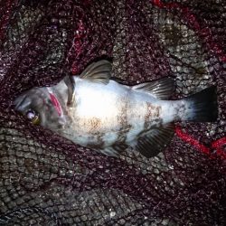 上げ潮を狙って❗