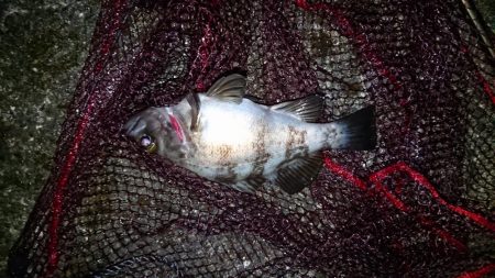 上げ潮を狙って❗