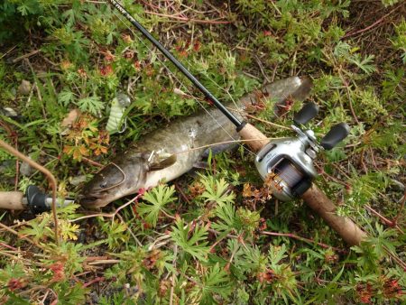 ナマズはまりました