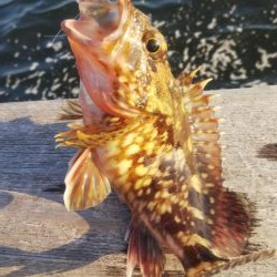 メバル1 ガシラ12