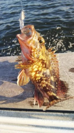 メバル1 ガシラ12