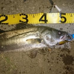 シーバス釣り終わり良ければ全て良し