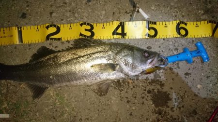 シーバス釣り終わり良ければ全て良し