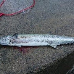 ショアジギング