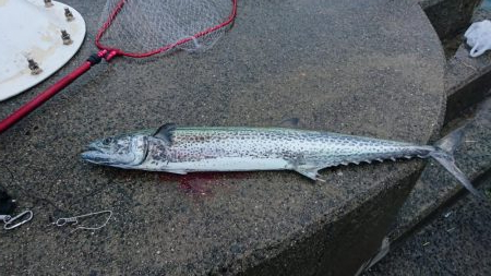 ショアジギング