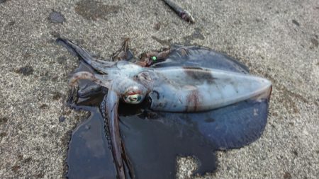 本年度、初！！春アオリイカ！！