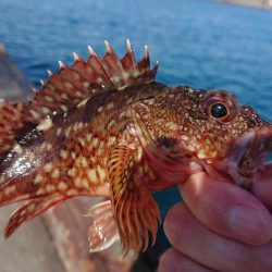 ガッシーは元気です