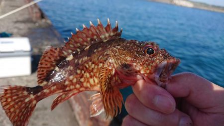 ガッシーは元気です