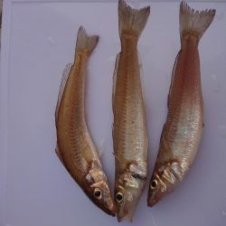 久しぶりのキス釣り