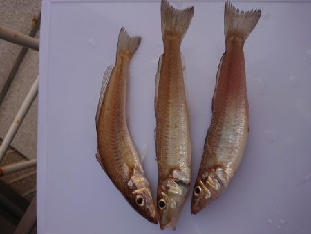 久しぶりのキス釣り