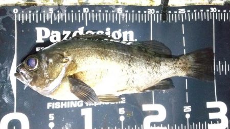 メバリング　30ｃｍまで