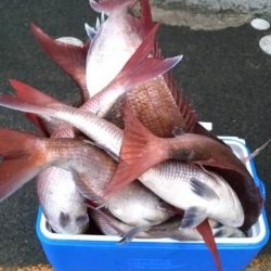 マダイ乗っ込み