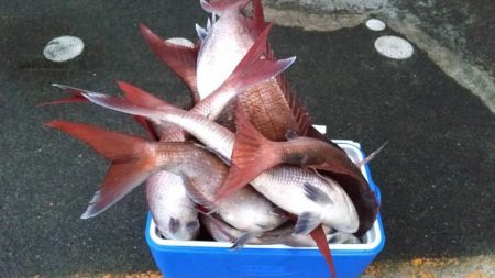 マダイ乗っ込み