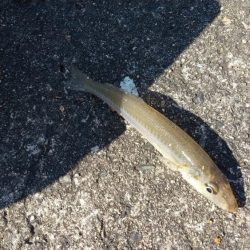 ちょい投げ　キス釣り