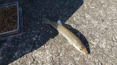 ちょい投げ　キス釣り