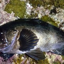 メバリング　ブルーバック良型揃い