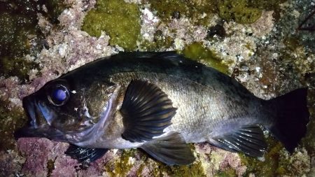 メバリング　ブルーバック良型揃い