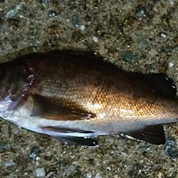 強風の中のメバリング