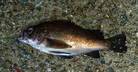 強風の中のメバリング