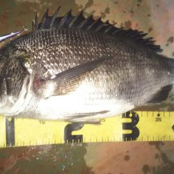 ぶらバチ河川調査！！