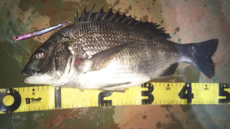 ぶらバチ河川調査！！