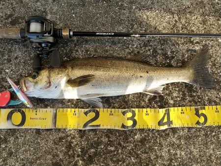 神戸湾奥朝練調査