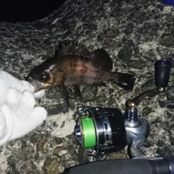 八木メバリング！