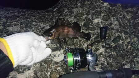 八木メバリング！