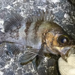 江井ヶ島メバリング