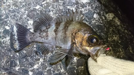 江井ヶ島メバリング