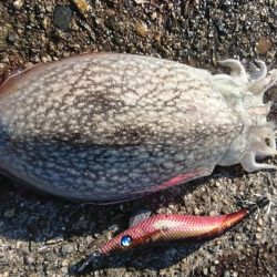 ｼﾘﾔｹｲｶ  1  .  2