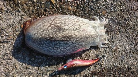 ｼﾘﾔｹｲｶ  1  .  2