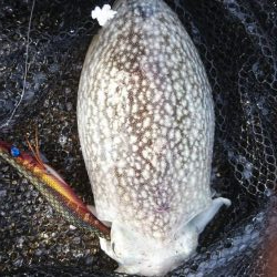 ｼﾘﾔｹｲｶ  3