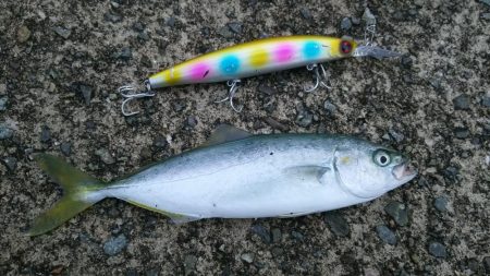 青物調査　ミニツバスゲット