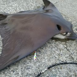 エイ、エイ、エイ