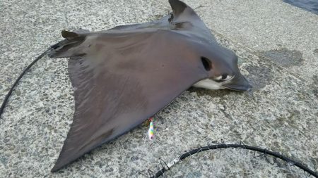 エイ、エイ、エイ