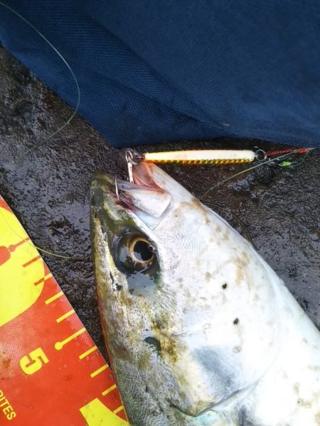 青物の引きを堪能