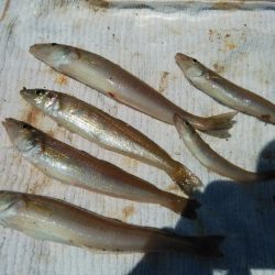 播磨新島のキス調査