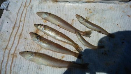 播磨新島のキス調査