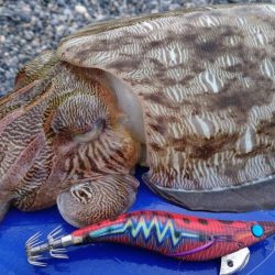 モンゴウイカ5杯