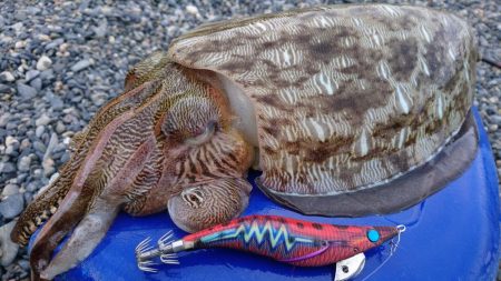 モンゴウイカ5杯