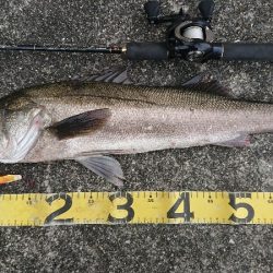 岸ジギ、ナナマル捕獲成功！