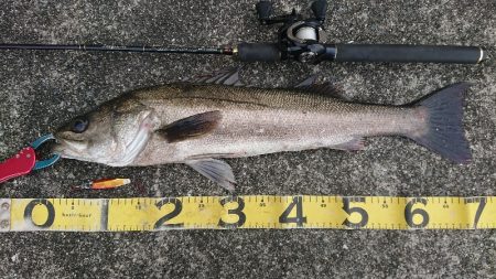 岸ジギ、ナナマル捕獲成功！