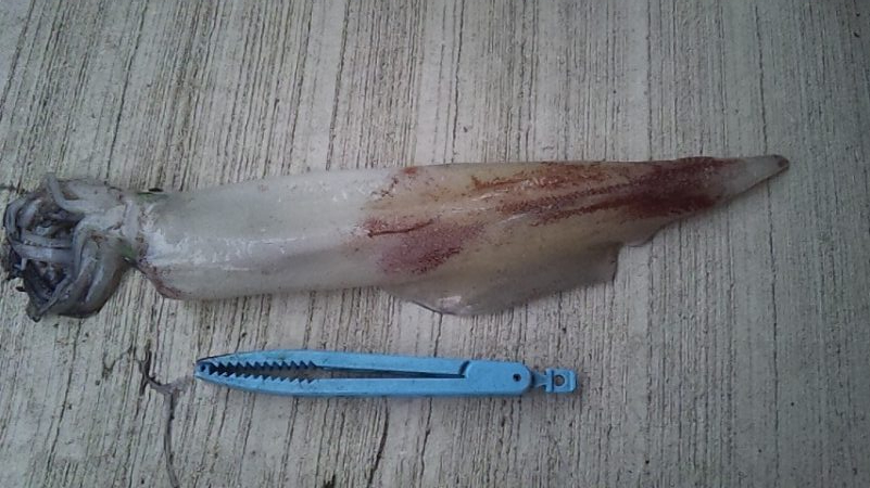 大剣とギガアジ