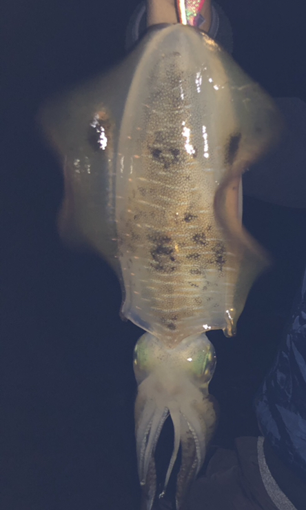 岬周辺は人多すぎ