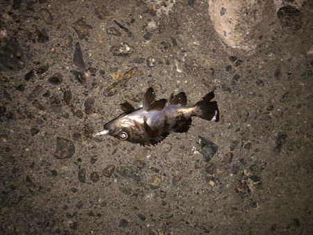 フグの活性高い