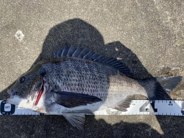 イチノ兄弟、釣果！